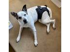 Adopt Izzy VIII a Black Pointer / Mixed dog in Dallas, TX (39393818)