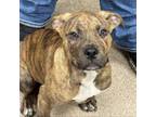 Adopt 808-033 "Skater" a Pit Bull Terrier