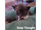 Adopt Deep Thought a Domestic Short Hair