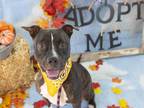 Adopt LALA a Brindle - with White American Pit Bull Terrier / Mixed dog in Mesa