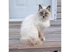 Adopt Sagwa aka Baby a Siamese