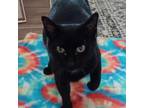 Adopt Guinness a Domestic Short Hair