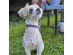 Adopt Halia a Shih Tzu