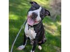 Adopt Banks (mcas) a Pit Bull Terrier / Mixed dog in Troutdale, OR (41457066)