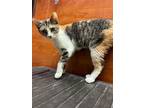 Adopt Dynamo a White Domestic Shorthair / Domestic Shorthair / Mixed cat in San