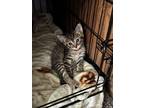 Adopt Benito a Brown Tabby Tabby / Mixed (short coat) cat in Daytona Beach