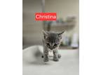 Adopt Christina (WC-784) a Domestic Short Hair