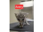 Adopt Avery (WC-787) a Domestic Short Hair