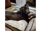 Adopt Lily a Black Labrador Retriever / Mixed Breed (Medium) dog in Chapel Hill