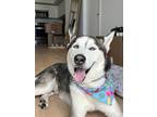 Adopt King a Black - with White Husky / Husky / Mixed dog in Miami