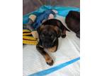 Adopt Piglet a Labrador Retriever / German Shepherd Dog / Mixed dog in Ocala