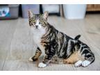 Adopt Charlie Brown a Domestic Mediumhair / Mixed (short coat) cat in Ocala