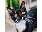 Adopt Peppermint Patty a Domestic Shorthair / Mixed (short coat) cat in Ocala