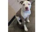 Adopt Xaden a White Pit Bull Terrier / Mixed dog in Rockwall, TX (41416301)