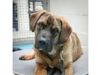 Adopt Gus a Mastiff / Mixed dog in Nanaimo, BC (41455423)