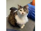 Adopt McNally (bonded To Dusty) a Domestic Longhair / Mixed cat in Duncan