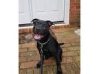 Adopt Raven a Black American Pit Bull Terrier / Mixed dog in Woodstock