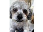 Adopt Bryan a Gray/Silver/Salt & Pepper - with White Poodle (Miniature) / Mixed