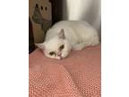 Adopt Stevie a Persian / Mixed cat in Errington, BC (41465405)