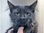 Adopt a All Black Domestic Mediumhair cat in Wildomar, CA (41465333)