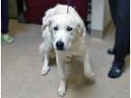 Adopt Zoe a White Great Pyrenees dog in Wildomar, CA (41465326)