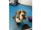 Adopt Wednesday a Merle American Staffordshire Terrier / Mixed Breed (Medium) /