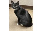 Adopt Mitzi a Black & White or Tuxedo Domestic Shorthair (short coat) cat in