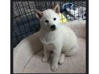 Adopt Raiden a White - with Brown or Chocolate Shiba Inu / Mixed dog in