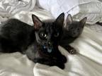 Adopt Mario a All Black Domestic Shorthair / Mixed (short coat) cat in Grand