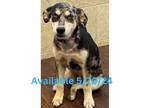 Adopt Dog Kennel #23 a Catahoula Leopard Dog / Mixed dog in Greenville