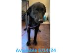 Adopt Dog Kennel #20 Lil Blackie a Labrador Retriever / Collie / Mixed dog in