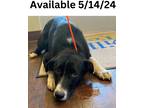 Adopt Dog Kennel #5 Tippy a Labrador Retriever / Collie / Mixed dog in