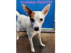 Adopt Dog Kennel #36 a Jack Russell Terrier / Mixed Breed (Medium) / Mixed dog