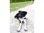 Adopt Cookie a Black - with White Border Collie / Mixed dog in Birmingham