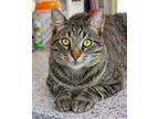 Adopt Lebron a Domestic Shorthair / Mixed cat in Novato, CA (41462795)