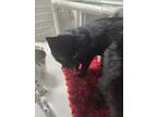 Adopt Donner a All Black Domestic Mediumhair / Domestic Shorthair / Mixed cat in
