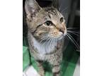 Adopt Hippo a Brown or Chocolate Domestic Shorthair / Domestic Shorthair / Mixed