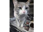 Adopt Maisie a Gray or Blue Domestic Shorthair / Domestic Shorthair / Mixed cat