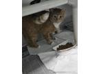Adopt Logi a Orange or Red Domestic Mediumhair / Domestic Shorthair / Mixed cat