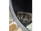 Adopt Blade a All Black Domestic Shorthair / Domestic Shorthair / Mixed cat in