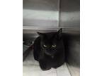 Adopt Ferris a All Black Domestic Shorthair / Domestic Shorthair / Mixed cat in