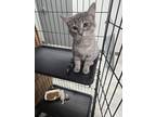 Adopt Retta a Gray or Blue Domestic Shorthair / Domestic Shorthair / Mixed cat