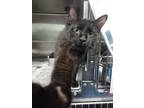 Adopt Puddin Pop a All Black Domestic Longhair / Domestic Shorthair / Mixed cat