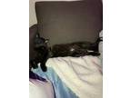 Adopt Nuka a Black (Mostly) Domestic Mediumhair / Mixed (medium coat) cat in