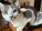 Adopt Marilyn (with the jade eyes!) a Gray, Blue or Silver Tabby Domestic