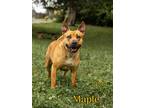 Adopt Maple a Brown/Chocolate German Shepherd Dog / Chow Chow / Mixed dog in Oak