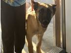 Adopt Rocco a Brown/Chocolate - with Black German Shepherd Dog / Mixed dog in
