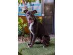 Adopt Brownie a Italian Greyhound / Mixed dog in Seattle, WA (41467216)