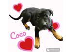 Adopt Coco a Shepherd, Labrador Retriever