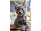 Adopt Kylo a Gray or Blue Domestic Shorthair / Mixed (short coat) cat in Oviedo